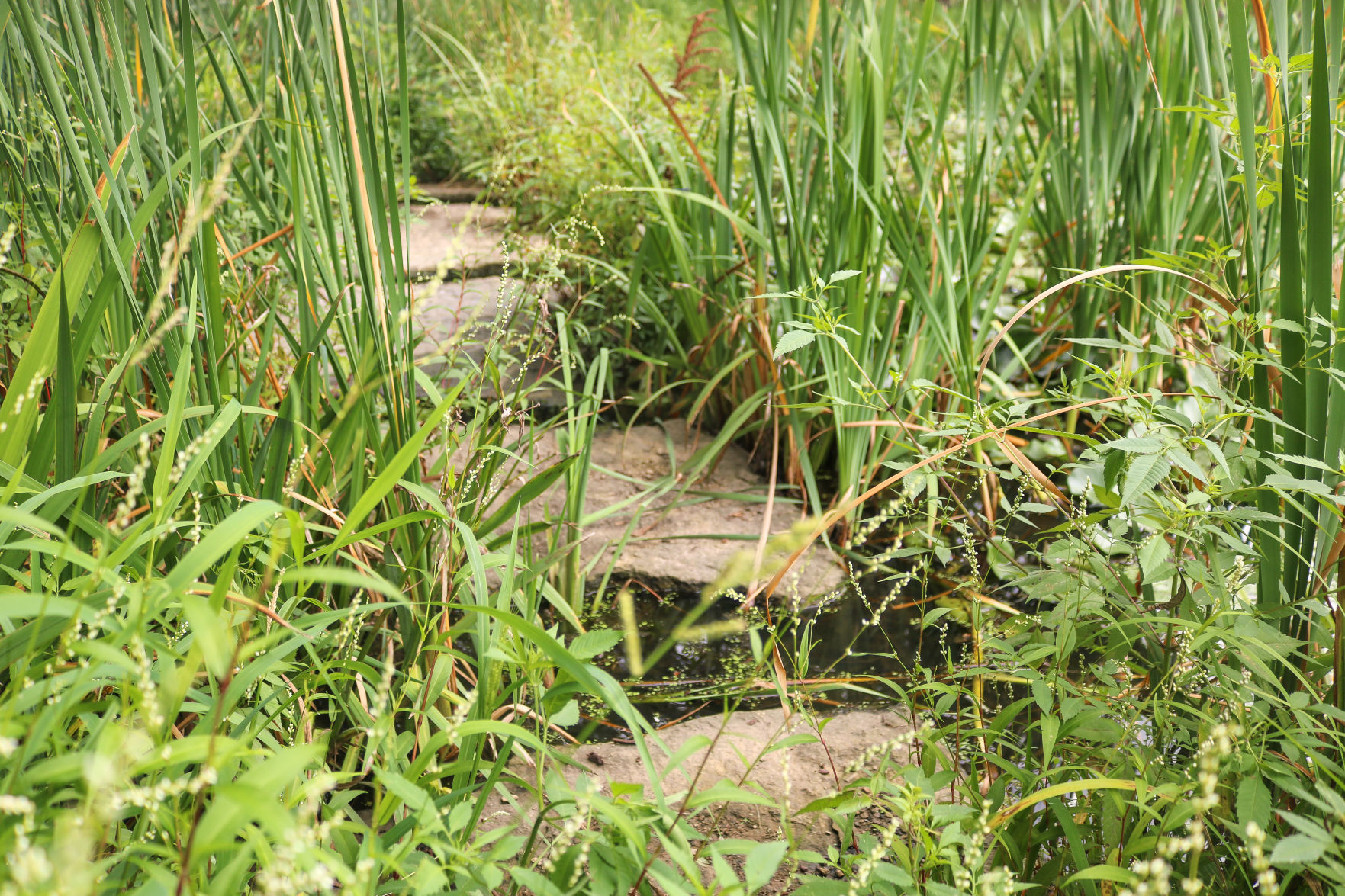 potter lake stepping stones